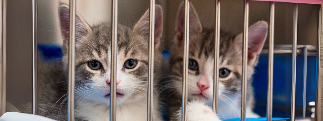 Chats au Refuge