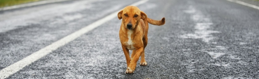 Chien Errant