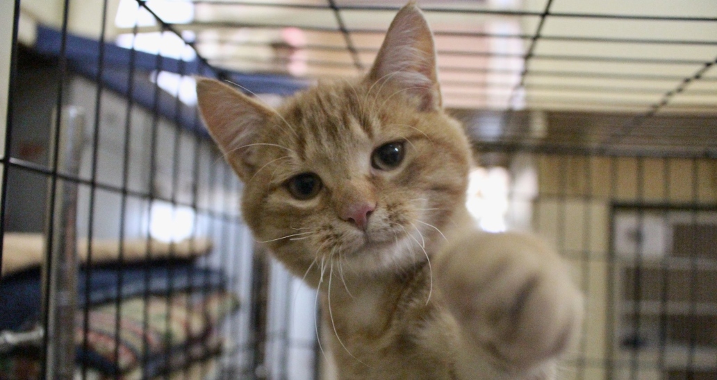 Chaton au Refuge